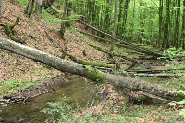 Nová Sedlica, 10.5.2014
Stužica, Stužická rieka.
Keywords: Nová Sedlica Poloniny Bukovské vrchy Stužica Stužická rieka