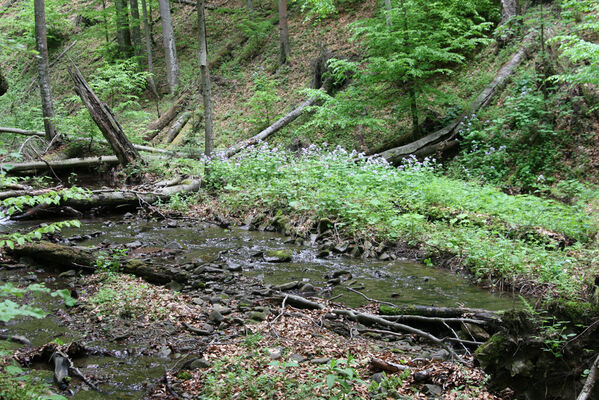 Nová Sedlica, 10.5.2014
Stužica, Stužická rieka.
Mots-clés: Nová Sedlica Poloniny Bukovské vrchy Stužica Stužická rieka