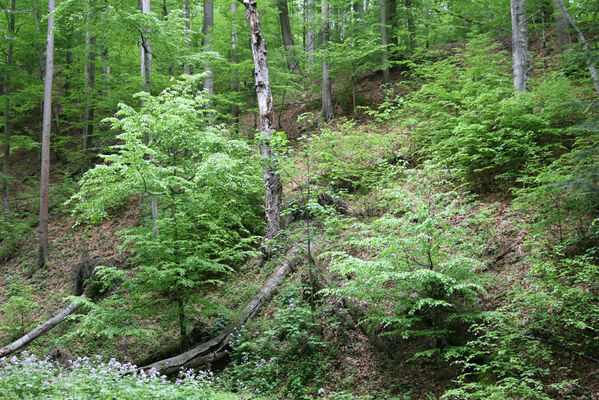 Nová Sedlica, 10.5.2014
Stužica, Stužická rieka.
Keywords: Nová Sedlica Poloniny Bukovské vrchy Stužica Stužická rieka