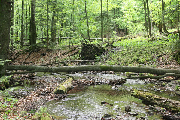 Nová Sedlica, 10.5.2014
Stužica, Stužická rieka.
Schlüsselwörter: Nová Sedlica Poloniny Bukovské vrchy Stužica Stužická rieka