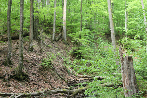 Nová Sedlica, 10.5.2014
Stužica, Stužická rieka.
Klíčová slova: Nová Sedlica Poloniny Bukovské vrchy Stužica Stužická rieka