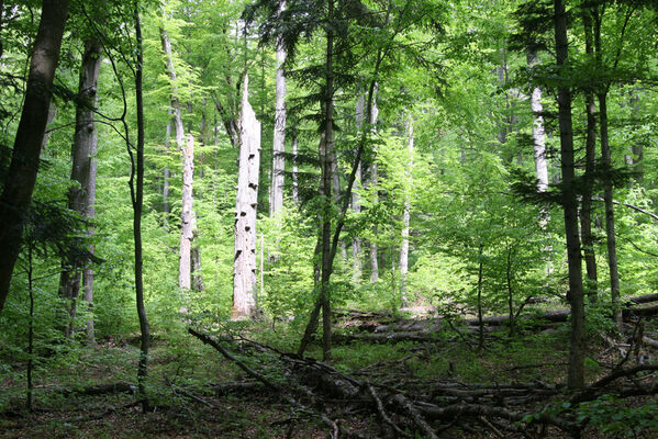 Nová Sedlica, 10.5.2014
Stužica, les nad Stužickou riekou
Mots-clés: Nová Sedlica Poloniny Bukovské vrchy Stužica