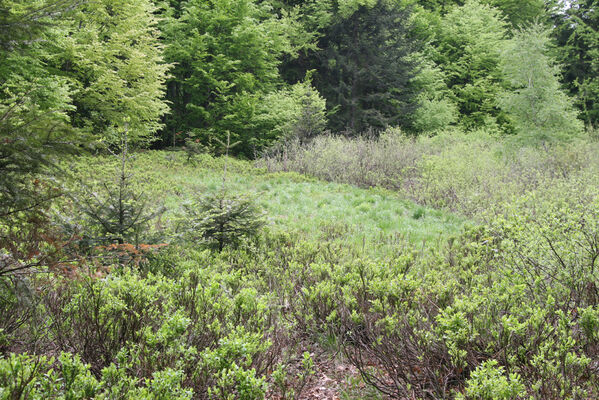 Nová Sedlica, 10.5.2014
Stužica, polana nad Stužickou riekou.
Klíčová slova: Nová Sedlica Poloniny Bukovské vrchy Stužica Aplotarsus angustulus