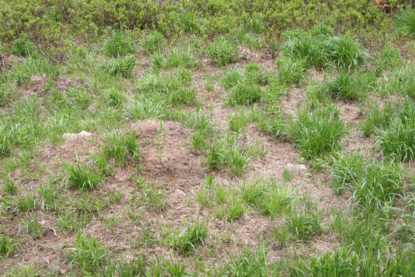 Nová Sedlica, 10.5.2014
Stužica. Polana nad Stužickou riekou.
Schlüsselwörter: Nová Sedlica Poloniny Bukovské vrchy Stužica Aplotarsus angustulus