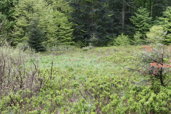 Nová Sedlica, 10.5.2014
Stužica. Polana nad Stužickou riekou.
Mots-clés: Nová Sedlica Poloniny Bukovské vrchy Stužica Aplotarsus angustulus