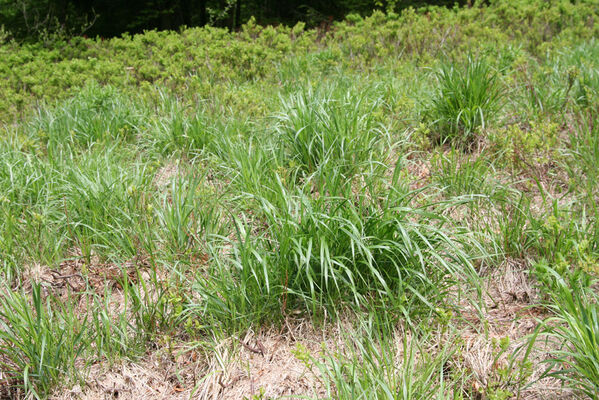 Nová Sedlica, 10.5.2014
Stužica. Polana nad Stužickou riekou.
Klíčová slova: Nová Sedlica Poloniny Bukovské vrchy Stužica Aplotarsus angustulus