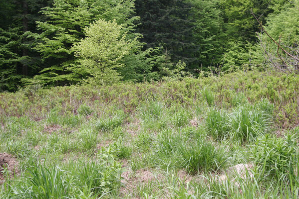 Nová Sedlica, 10.5.2014
Stužica. Polana nad Stužickou riekou.
Mots-clés: Nová Sedlica Poloniny Bukovské vrchy Stužica Aplotarsus angustulus