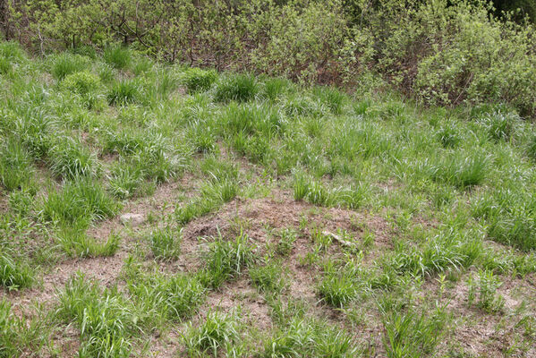 Nová Sedlica, 10.5.2014
Stužica. Polana nad Stužickou riekou.
Keywords: Nová Sedlica Poloniny Bukovské vrchy Stužica Aplotarsus angustulus