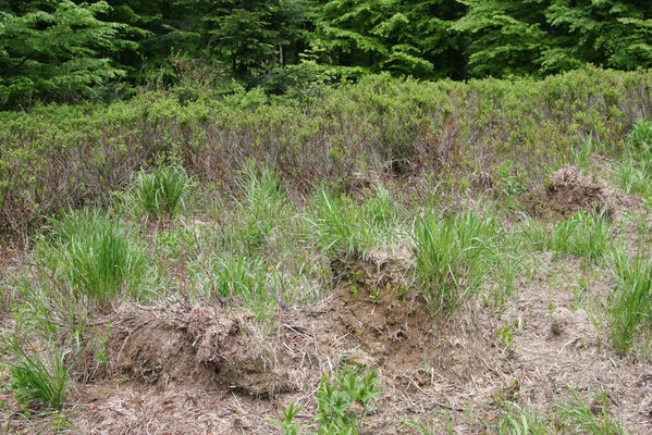 Nová Sedlica, 10.5.2014
Stužica, polana nad Stužickou riekou.
Klíčová slova: Nová Sedlica Poloniny Bukovské vrchy Stužica Aplotarsus angustulus