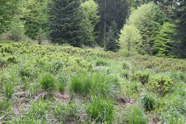 Nová Sedlica, 10.5.2014
Stužica, polana nad Stužickou riekou.
Schlüsselwörter: Nová Sedlica Poloniny Bukovské vrchy Stužica Aplotarsus angustulus