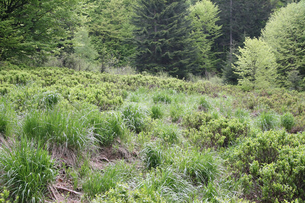 Nová Sedlica, 10.5.2014
Stužica, polana nad Stužickou riekou.
Keywords: Nová Sedlica Poloniny Bukovské vrchy Stužica Aplotarsus angustulus