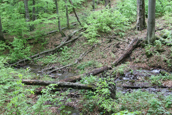 Nová Sedlica, 10.5.2014
Stužica, Stužická rieka.
Schlüsselwörter: Nová Sedlica Poloniny Bukovské vrchy Stužica