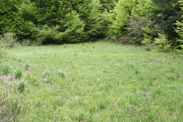 Nová Sedlica, 10.5.2014
Stužica, polana nad Stužickou riekou.
Mots-clés: Nová Sedlica Poloniny Bukovské vrchy Stužica Aplotarsus angustulus