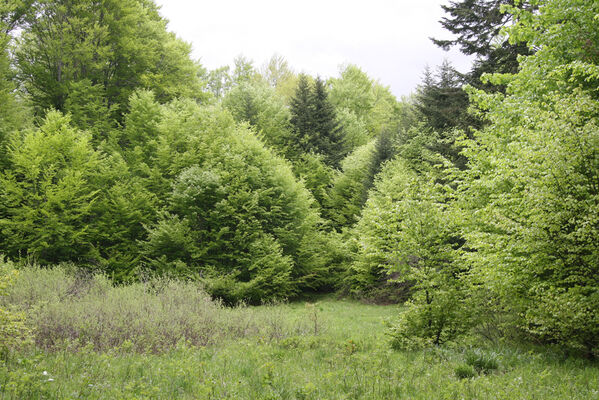 Nová Sedlica, 10.5.2014
Stužica, polana nad Stužickou riekou.
Schlüsselwörter: Nová Sedlica Poloniny Bukovské vrchy Stužica Aplotarsus angustulus