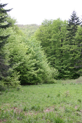 Nová Sedlica, 10.5.2014
Stužica, polana nad Stužickou riekou.
Mots-clés: Nová Sedlica Poloniny Bukovské vrchy Stužica Aplotarsus angustulus