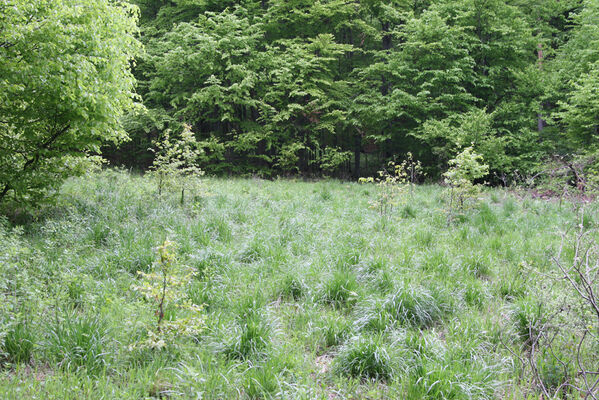 Nová Sedlica, 10.5.2014
Stužica, polana nad Stužickou riekou.
Klíčová slova: Nová Sedlica Poloniny Bukovské vrchy Stužica Aplotarsus angustulus