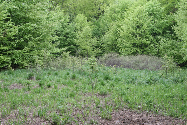 Nová Sedlica, 10.5.2014
Stužica, polana nad Stužickou riekou.
Keywords: Nová Sedlica Poloniny Bukovské vrchy Stužica Aplotarsus angustulus