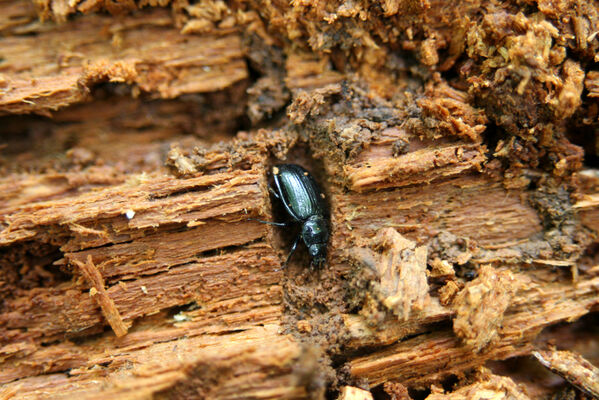 Nová Sedlica, 10.5.2014
Stužica - roháček jedlový. 
Keywords: Nová Sedlica Poloniny Bukovské vrchy Stužica Ceruchus chrysomelinus