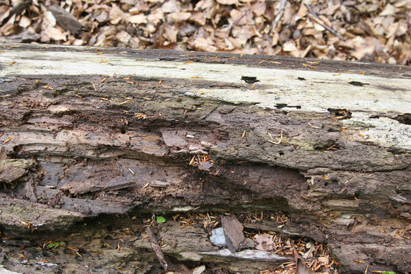 Nová Sedlica, 10.5.2014
Stužica - kukla kovaříka Denticollis rubens. 
Keywords: Nová Sedlica Poloniny Bukovské vrchy Stužica Denticollis rubens