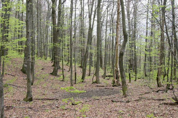 Nová Sedlica, 10.5.2014
Stužica - bučina pod vrchem Hrúbky.
Mots-clés: Nová Sedlica Poloniny Bukovské vrchy Stužica vrch Hrúbky