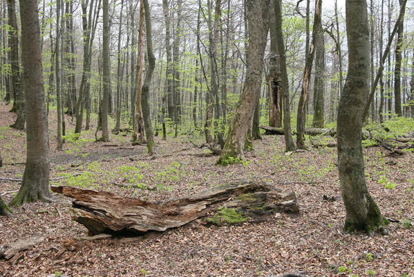 Nová Sedlica, 10.5.2014
Stužica - bučina pod vrchem Hrúbky.
Keywords: Nová Sedlica Poloniny Bukovské vrchy Stužica vrch Hrúbky