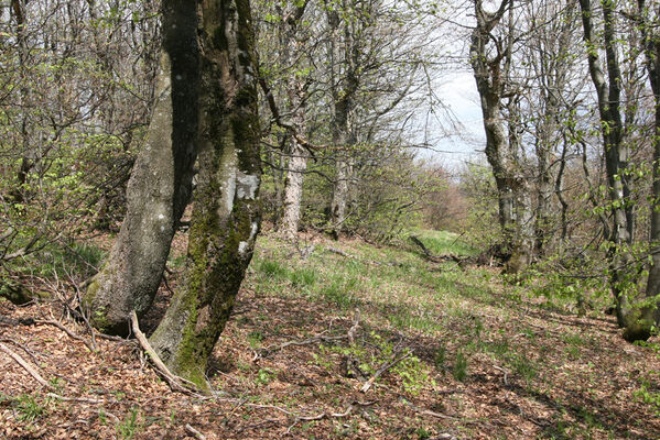 Nová Sedlica, 10.5.2014
Stužica - bučina na vrchu Hrúbky.
Keywords: Nová Sedlica Poloniny Bukovské vrchy Stužica vrch Hrúbky