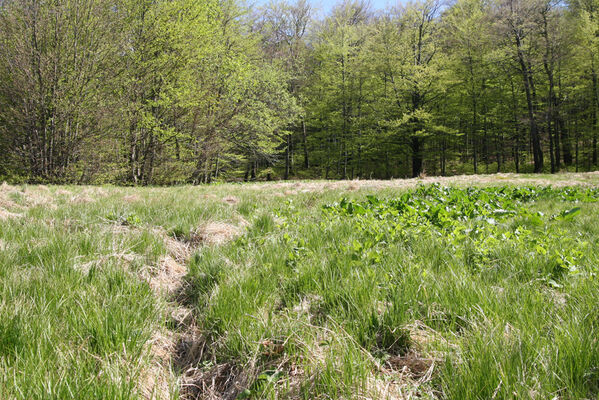 Nová Sedlica, 10.5.2014
Sedlo pod Čierťažou.
Keywords: Nová Sedlica Poloniny Bukovské vrchy sedlo pod Čierťažou Actenicerus siaelandicus