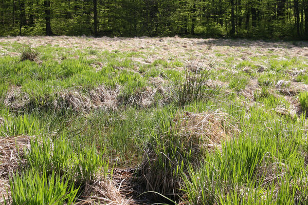 Nová Sedlica, 10.5.2014
Sedlo pod Čierťažou.
Keywords: Nová Sedlica Poloniny Bukovské vrchy sedlo pod Čierťažou Actenicerus siaelandicus