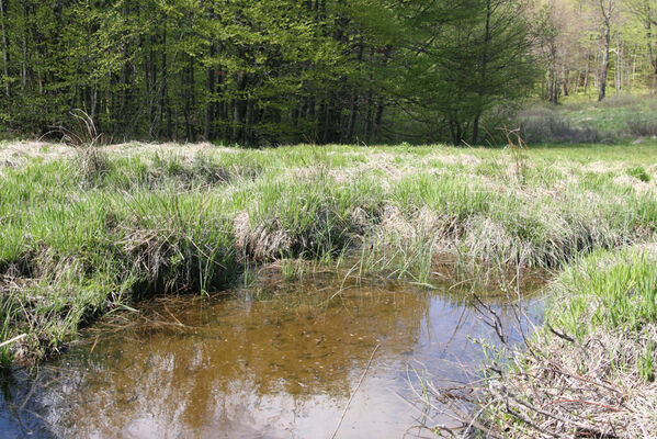 Nová Sedlica, 10.5.2014
Sedlo pod Čierťažou.
Keywords: Nová Sedlica Poloniny Bukovské vrchy sedlo pod Čierťažou Actenicerus siaelandicus