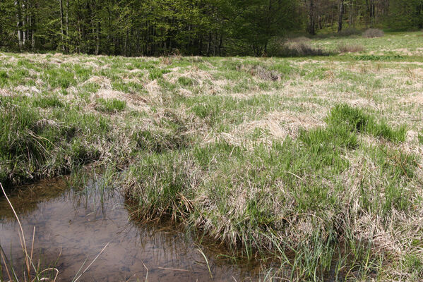 Nová Sedlica, 10.5.2014
Sedlo pod Čierťažou.
Keywords: Nová Sedlica Poloniny Bukovské vrchy sedlo pod Čierťažou Actenicerus siaelandicus