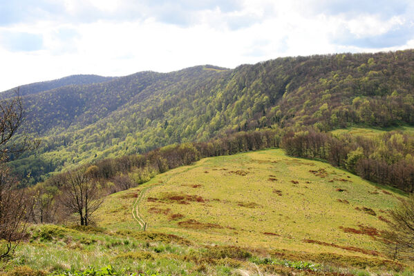 Nová Sedlica, 10.5.2014
Sedlo pod Jarabou skalou.
Mots-clés: Nová Sedlica Poloniny Bukovské vrchy Jarabá Riaba skala Dalopius marginatus