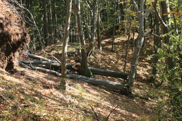 Súľovské vrchy, Súľov env., 20.9.2007
Vrch Kečka, 822 m. Pohled na prasklý kmen buku, osídlený kovaříkem Crepidophorus mutilatus.
Klíčová slova: Súľov Súľovské vrchy vrch Kečka Crepidophorus mutilatus