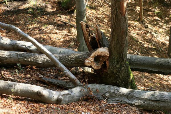 Súľovské vrchy, Súľov env., 20.9.2007
Vrch Kečka, 822 m. Pohled na prasklý kmen buku, osídlený kovaříkem Crepidophorus mutilatus. 


Schlüsselwörter: Súľov Súľovské vrchy vrch Kečka Crepidophorus mutilatus