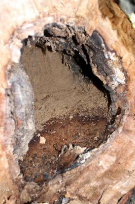 Súľovské vrchy, Súľov env., 20.9.2007
Vrch Kečka, 822 m. Pohled na dutinu prasklého kmene buku osídlenou kovaříkem Crepidophorus mutilatus 



Klíčová slova: Súľov Súľovské vrchy vrch Kečka Crepidophorus mutilatus