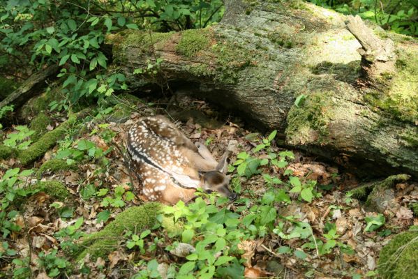 Šášovské Podhradie, 29.5.2015
Štiavnické vrchy, vrch Suť. Kolouch v úkrytu u padlého dubu.
Klíčová slova: Šášovské Podhradie Štiavnické vrchy vrch Suť