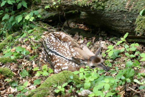 Šášovské Podhradie, 29.5.2015
Štiavnické vrchy, vrch Suť. Kolouch v úkrytu u padlého dubu.

Klíčová slova: Šášovské Podhradie Štiavnické vrchy vrch Suť