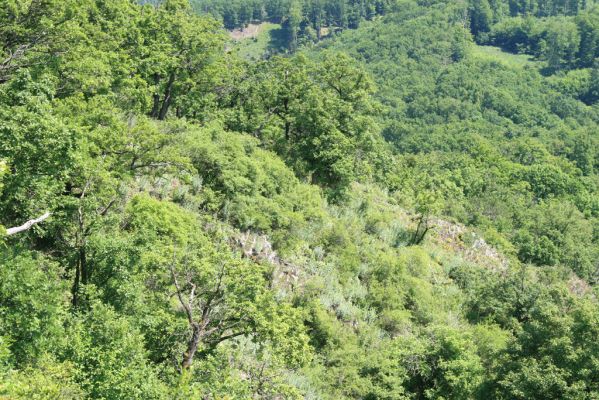 Šášovské Podhradie, 29.5.2015
Štiavnické vrchy, vrch Suť. Skalní lesostepní formace na jižním svahu pod vrcholem.


Keywords: Šášovské Podhradie Štiavnické vrchy vrch Suť Cardiophorus anticus Pseudanostirus globicollis