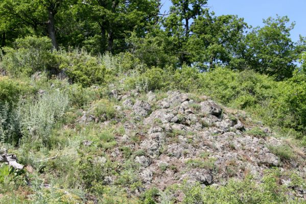 Šášovské Podhradie, 29.5.2015
Štiavnické vrchy, vrch Suť. Skalní lesostepní formace na jižním svahu pod vrcholem.


Klíčová slova: Šášovské Podhradie Štiavnické vrchy vrch Suť Cardiophorus anticus