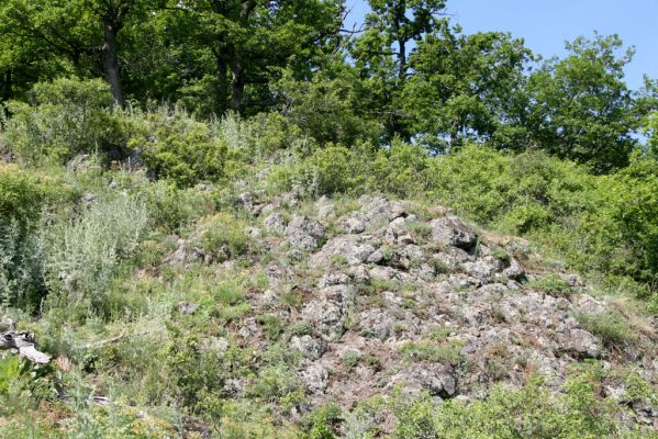 Šášovské Podhradie, 29.5.2015
Štiavnické vrchy, vrch Suť. Skalní lesostepní formace na jižním svahu pod vrcholem.


Mots-clés: Šášovské Podhradie Štiavnické vrchy vrch Suť Cardiophorus anticus