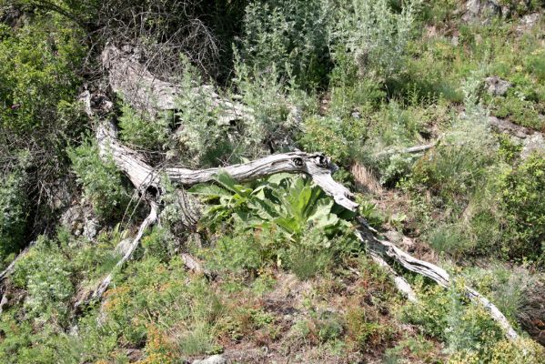 Šášovské Podhradie, 29.5.2015
Štiavnické vrchy, vrch Suť. Padlý dub na lesostepní formaci osídlený kovaříky Cardiophorus anticus.
Klíčová slova: Šášovské Podhradie Štiavnické vrchy vrch Suť Cardiophorus anticus