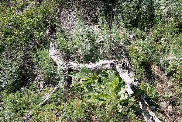 Šášovské Podhradie, 29.5.2015
Štiavnické vrchy, vrch Suť. Padlý dub na lesostepní formaci, osídlený kovaříky Cardiophorus anticus.


Mots-clés: Šášovské Podhradie Štiavnické vrchy vrch Suť Cardiophorus anticus