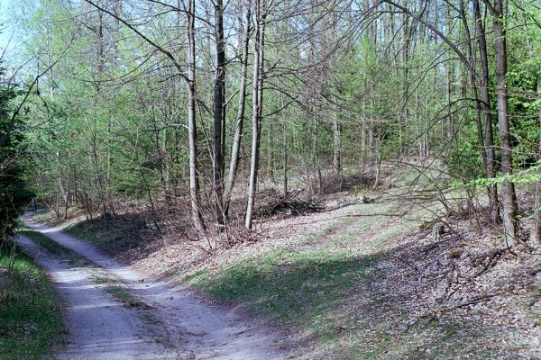 Suté Břehy, 1.5.2003
Prosluněný les vedle cesty ze Sutých Břehů ke Královu stolu. Biotop kovaříka Selatosomus cruciatus.
Keywords: Týniště nad Orlicí Suté Břehy Selatosomus cruciatus