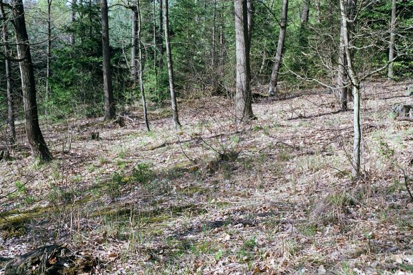 Suté Břehy, 1.5.2003
Prosluněný les vedle cesty ze Sutých Břehů ke Královu stolu. Biotop kovaříka Selatosomus cruciatus.
Klíčová slova: Týniště nad Orlicí Suté Břehy Králův stůl Selatosomus cruciatus