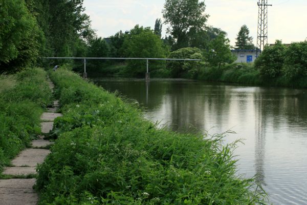 Svobodné Dvory-Kukleny, 28.5.2009
Vegetace na hrázce mezi vodní nádrží a Labským náhonem. Biotop zdobence Trichius rosaceus.
Klíčová slova: Hradec Králové Svobodné Dvory Kukleny Trichius rosaceus