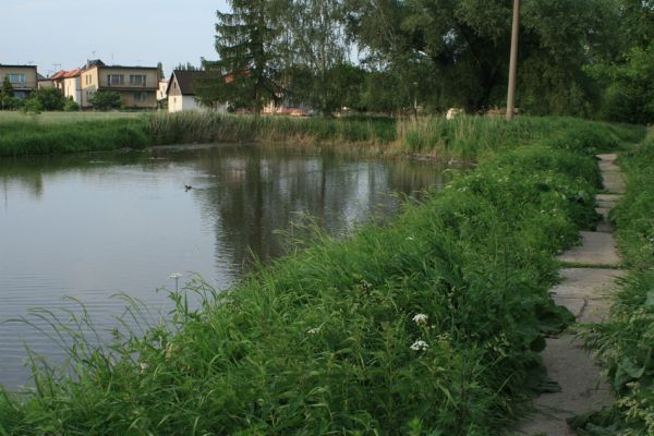 Svobodné Dvory-Kukleny, 28.5.2009
Vegetace na hrázce mezi vodní nádrží a Labským náhonem. Biotop zdobence Trichius rosaceus. V pozadí obec Svobodné Dvory.
Mots-clés: Hradec Králové Svobodné Dvory Kukleny Trichius rosaceus