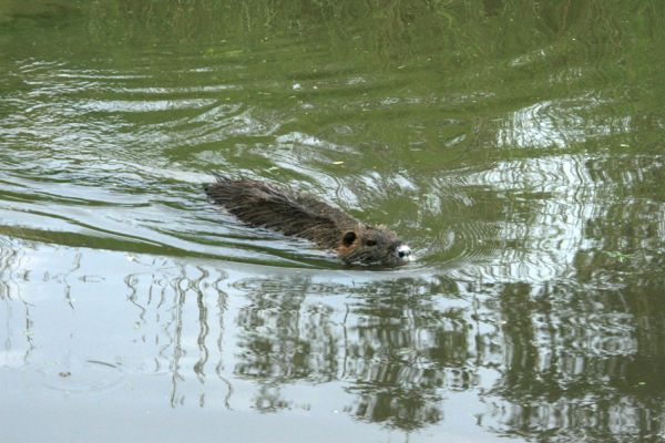 Svobodné Dvory-Kukleny, 28.5.2009
Nutrie v Labském náhonu. Toho roku zde sídlila dosti početná kolonie.
Schlüsselwörter: Hradec Králové Svobodné Dvory Kukleny nutrie