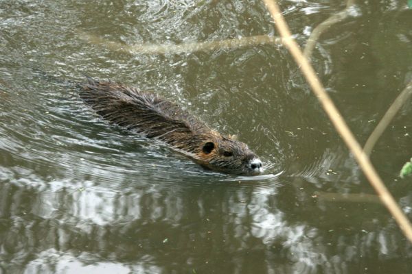 Svobodné Dvory-Kukleny, 28.5.2009
Nutrie v Labském náhonu. Toho roku zde sídlila dosti početná kolonie.
Schlüsselwörter: Hradec Králové Svobodné Dvory Kukleny nutrie