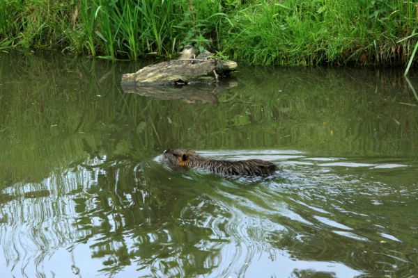 Svobodné Dvory-Kukleny, 28.5.2009
Nutrie v Labském náhonu. Toho roku zde sídlila dosti početná kolonie.
Schlüsselwörter: Hradec Králové Svobodné Dvory Kukleny nutrie