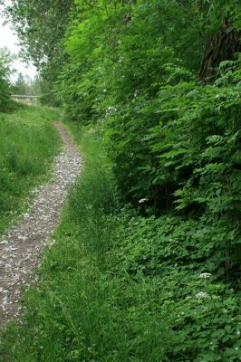 Svobodné Dvory-Kukleny, 28.5.2009
Květu okolíku u cesty podél Labského náhonu. Biotop druhu Trichius rosaceus.
Klíčová slova: Hradec Králové Svobodné Dvory Kukleny Trichius rosaceus