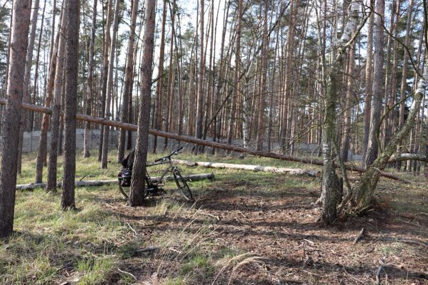 Labské Chrčice, 18.3.2020
Duny u Sváravy, východní část.
Klíčová slova: Labské Chrčice Duny u Sváravy